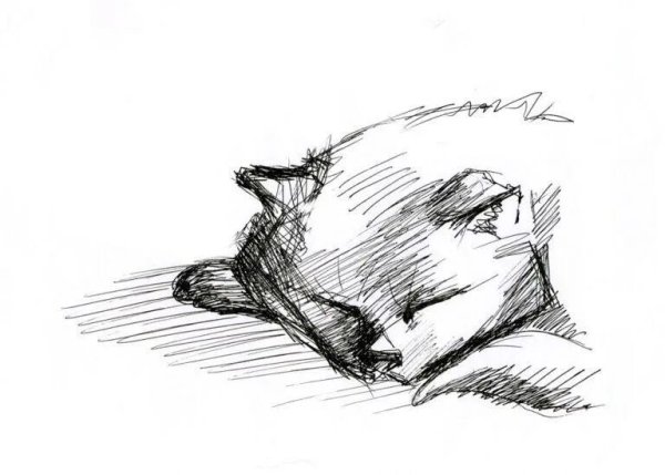 Наброски животных