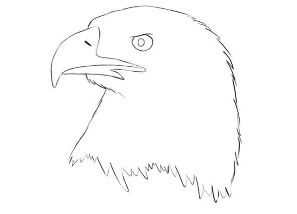 Орел поэтапно