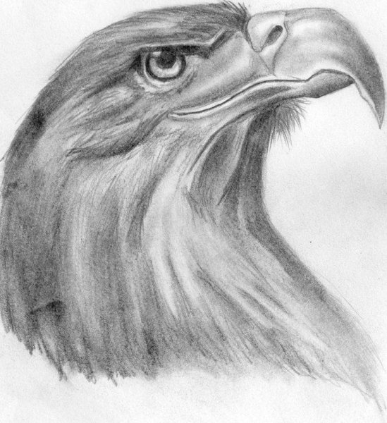 Голова орла