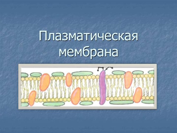Плазматическая клеточная мембрана рисунок