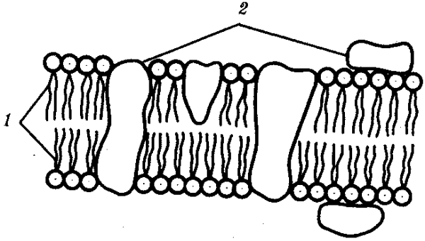 Клеточная мембрана рис биология