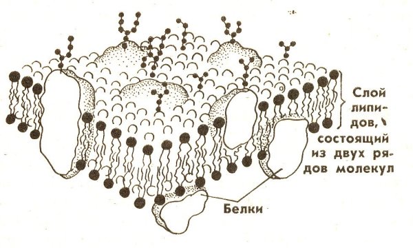Структура клеточной мембраны плазматическая мембрана