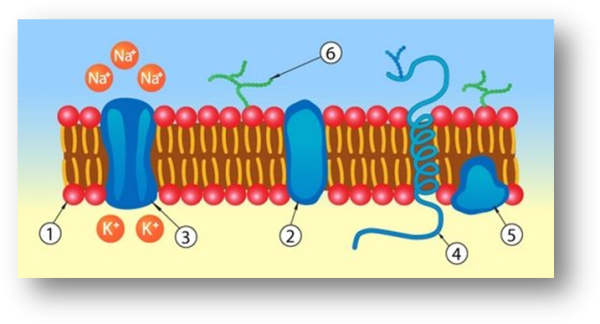 Рисунок плазматической мембраны клетки