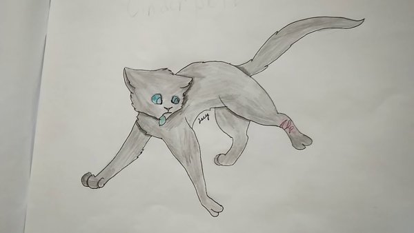 Коты Воители рисунки карандашом