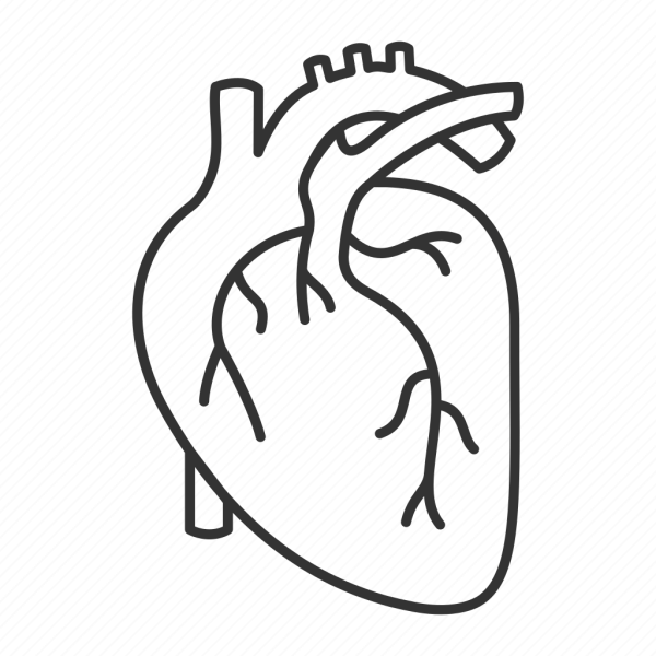 Сердце человека контур