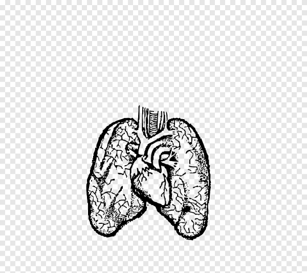 Легкие и сердце анатомия