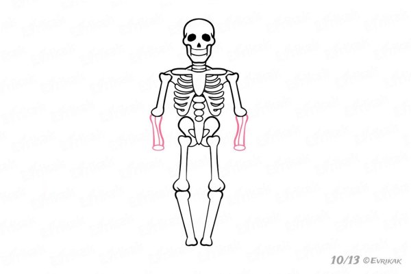 Скелет рисунок