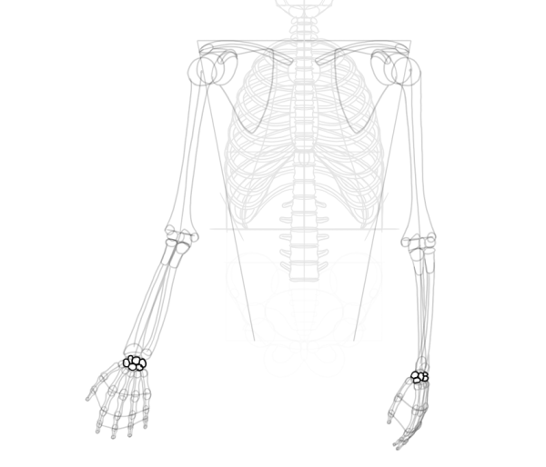 Скелет рисунок
