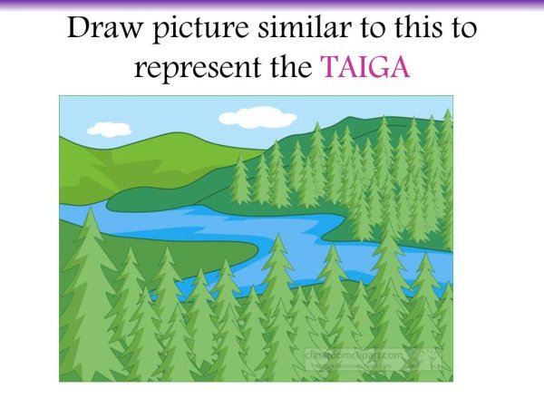 Тайга рисунок
