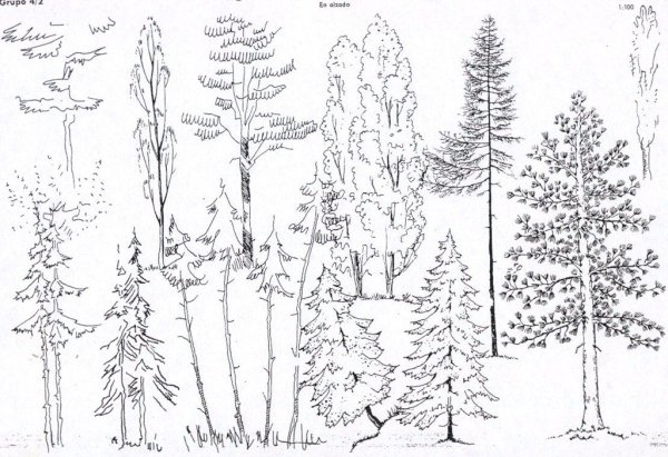 Дерево лиственное и хвойное карандашом