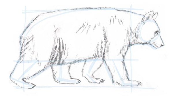 Белый медведь сбоку рисунок