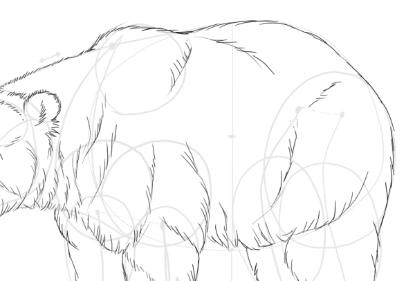 Медведь карандашом реалистично