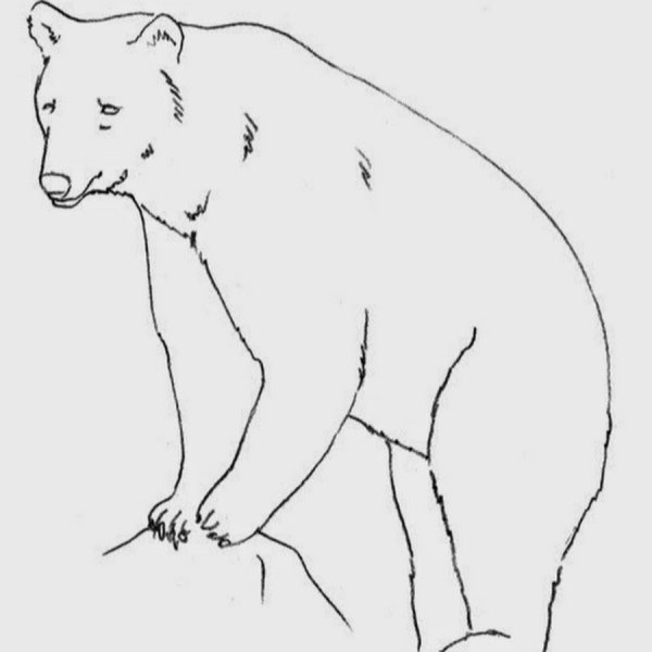 Медведь рисунок карандашом