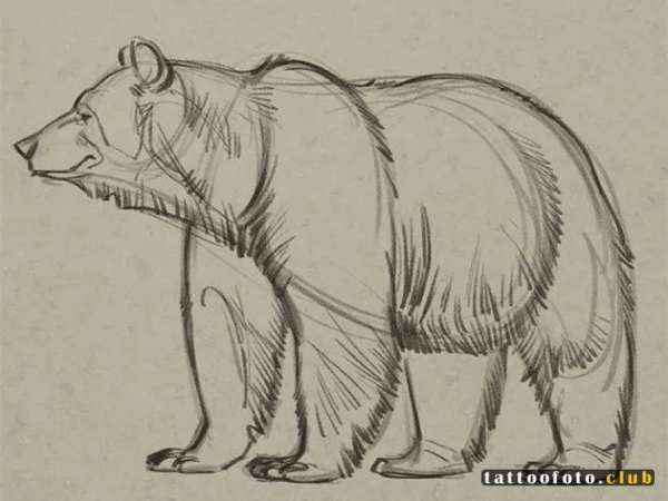 Медведь рисунок карандашом