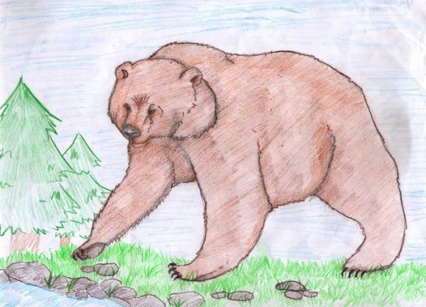 Детские рисунки медведя