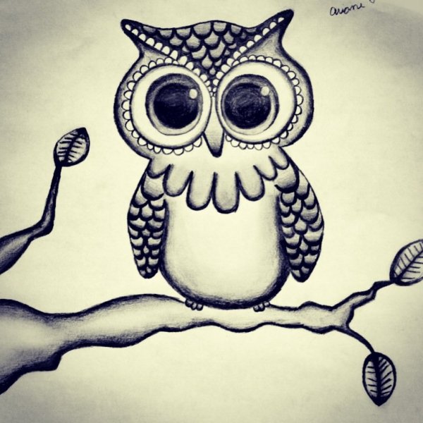 Картинки Совы для срисовки