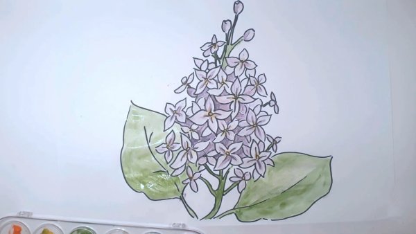 Сирень для срисовки