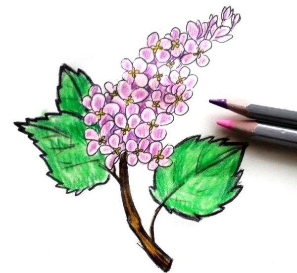 Ветка сирени рисунок карандашом
