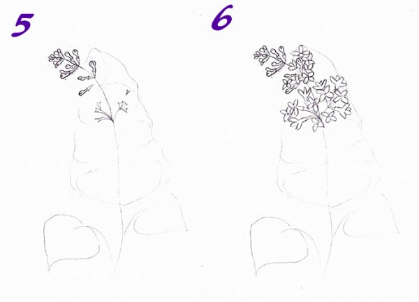 Сирень рисунок карандашом поэтапно