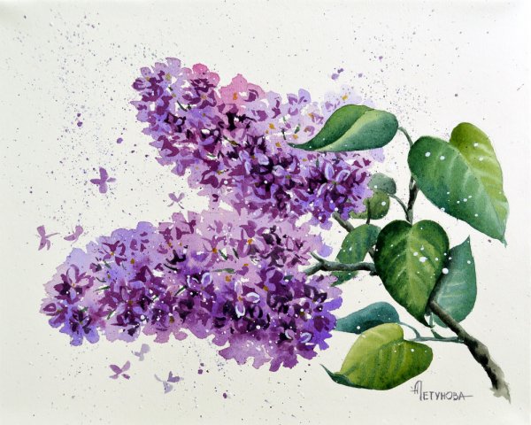 Сирень иллюстрация