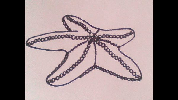 Морская звезда карандашом