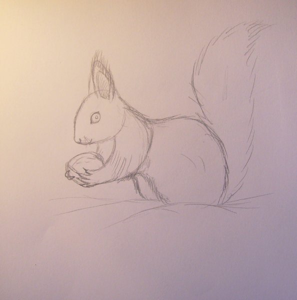 Рисунок белки карандашом