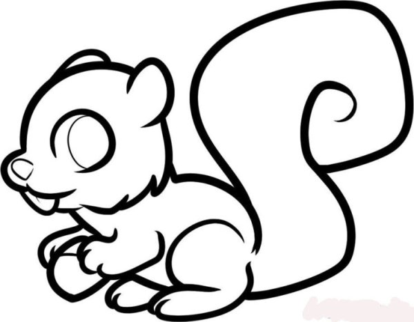 Рисунки белок для срисовки