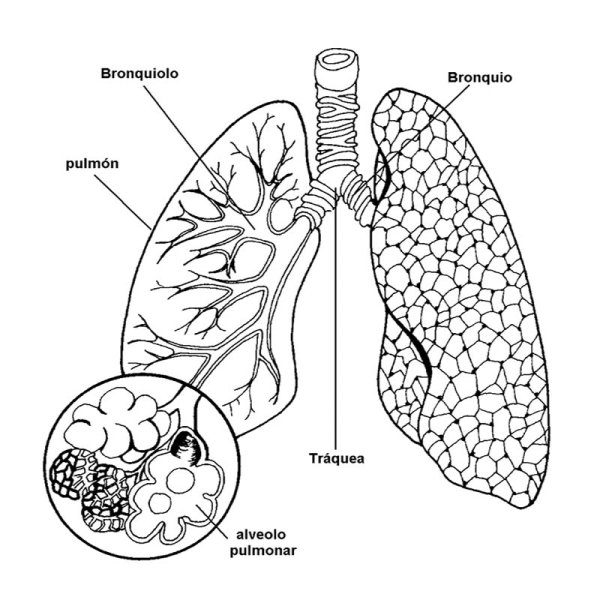 Рисунки просто так