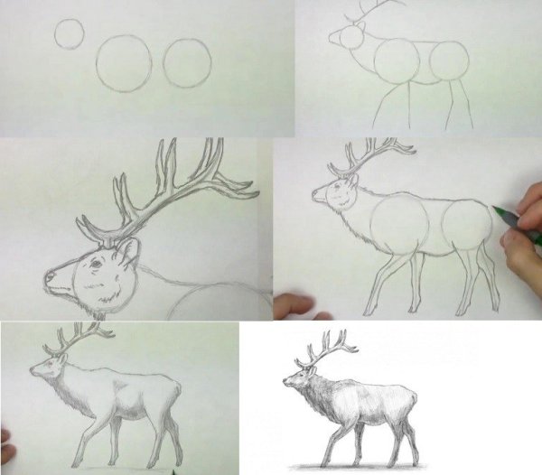 Схема рисования лося для детей