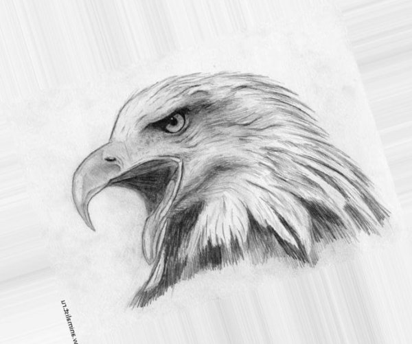 Рисунок орла для срисовки