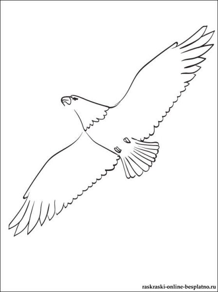 Птица карандашом для срисовки в полете