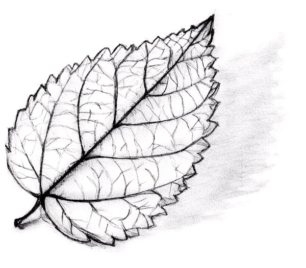 Рисунки на маленьких листочках