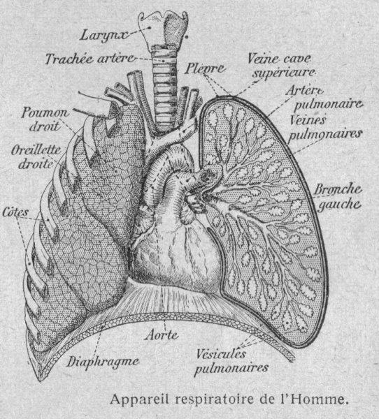 Зарисовка легких анатомия