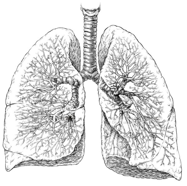 Легкие чб анатомия