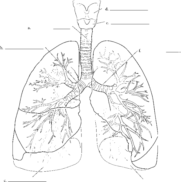 Дыхательная система полусхематично