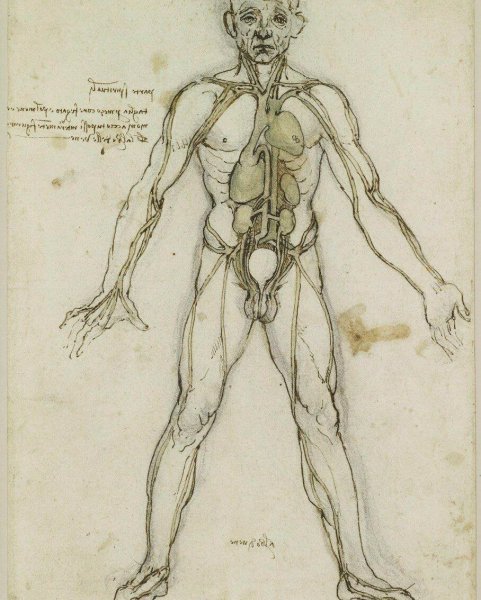 Внутренние органы человека раскраска