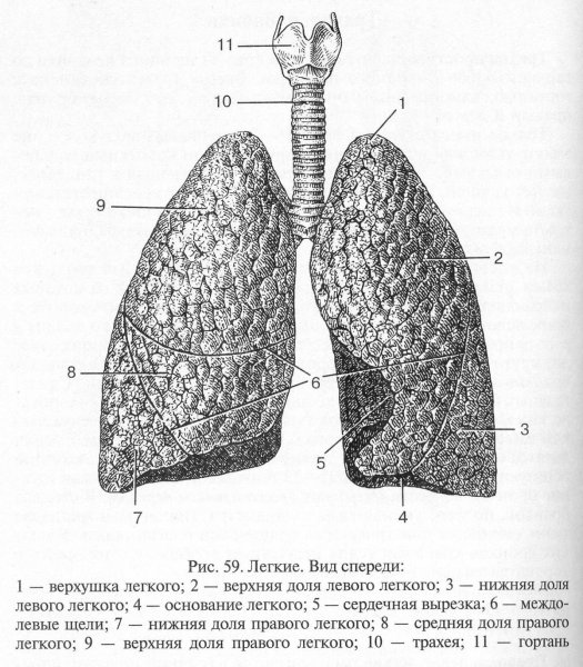 Зарисовки человеческих органов