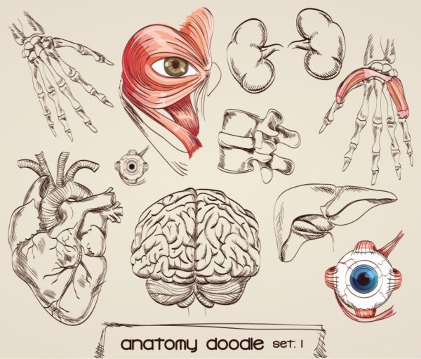 Строение дыхательной системы млекопитающих