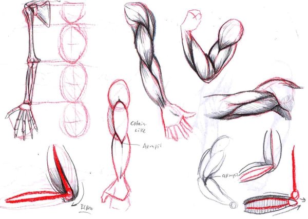 Анатомия тела человека для рисования