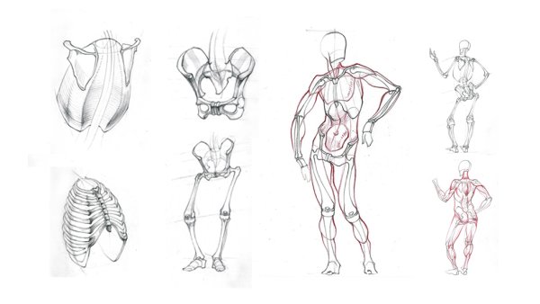 Анатомия человека для рисования