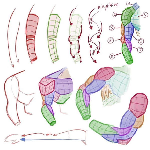 Человек в полный рост референс анатомия