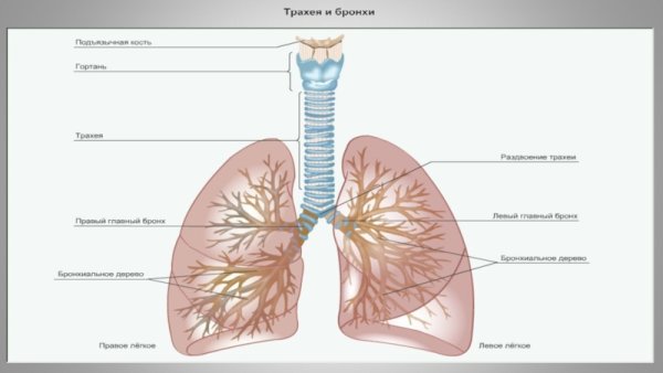 Схема легких трахеи бронхов