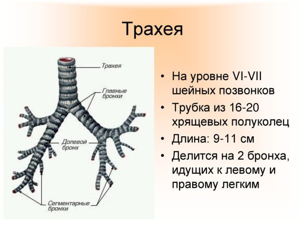 Трахея бронхи легкие строение