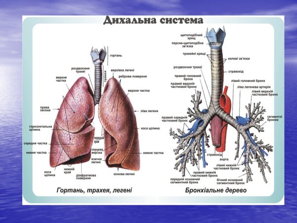 Трахея анатомия строение