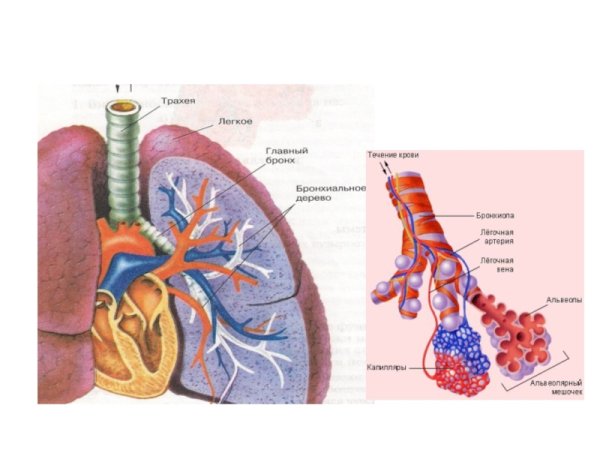 Строение легких альвеолы бронхи