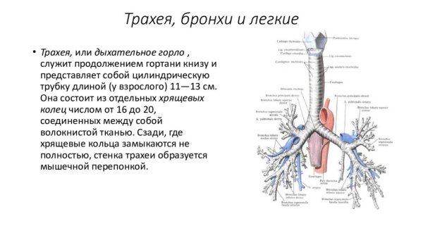 Трахея и бронхи вид спереди