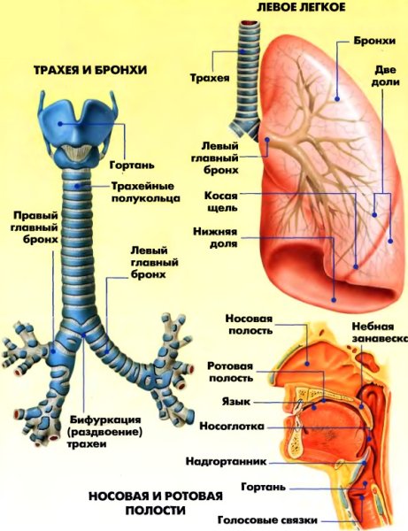 Строение дыхательной системы человека схема с функцией