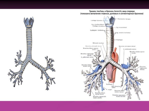 Трахея и бронхи строение