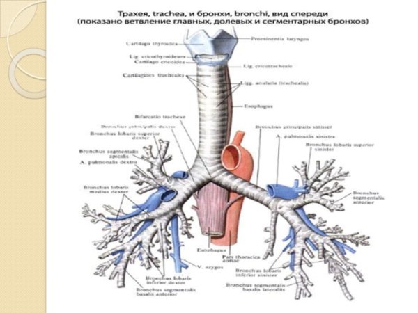 Трахея и главные бронхи строение и функции