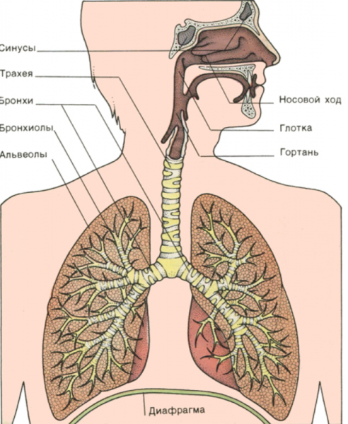 Дыхательная система человека